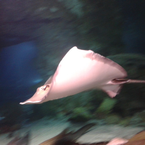 Weires Riafou - Ozeky