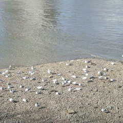 Dan Albert si Proconductiv - Love Story