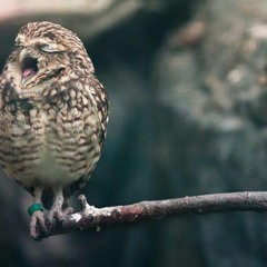 owl heads - "sun rise"