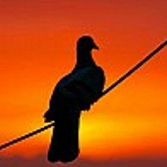 Pigeon (unmixed Raw Vokals!!) live band session