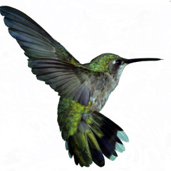 Bourne - Hummingbird