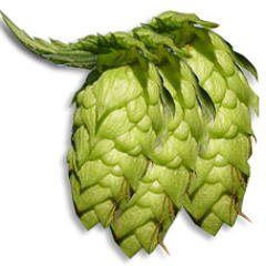 Hopus One