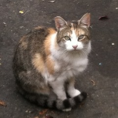 Adult Diaper (Your Boss)