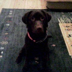 豪饮Blues(Drinking Blues) - Original Single