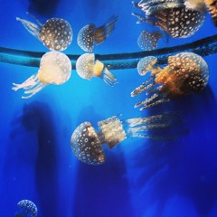 No Stress ft. Irish (Produced by Peet)