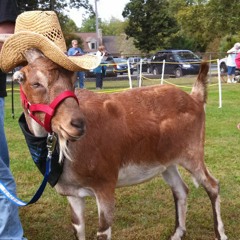 Goat races at Falmouth, PA