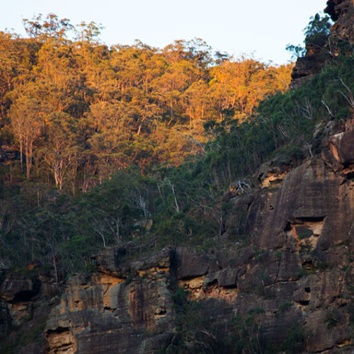 Summer in Wollemi National Park, NSW Australia