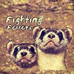 Fighting Ferrets
