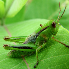 sangremal- bugs in the yard