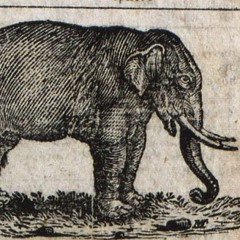 Elephant in the Basement