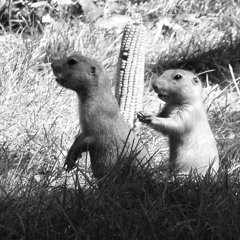 Conspecifics (Recognition Revision)