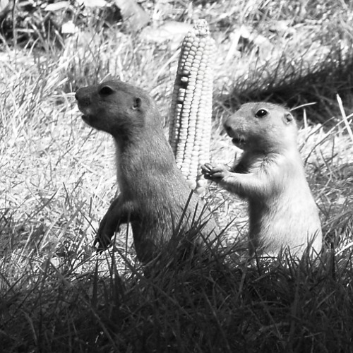 Conspecifics (Recognition Revision)