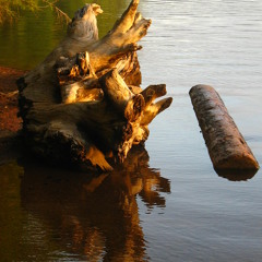 Man Beside The Water