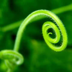 No es cierto que te irás.