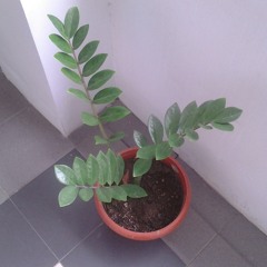 Guitar cover- darah muda rhoma irama (full version)