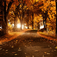 Perfect Progressive 1 (Sid Salve)