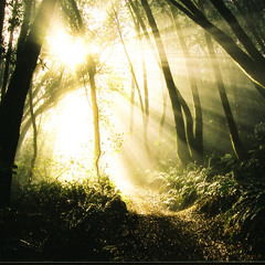 See the Light