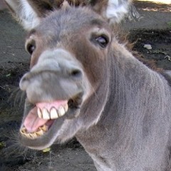 Mittlandrepresentbitch