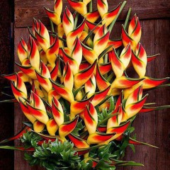 Funk/Rock Guitar "Bird Of Paradise"