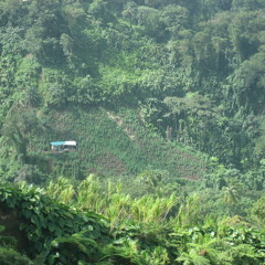 The High School Hippie