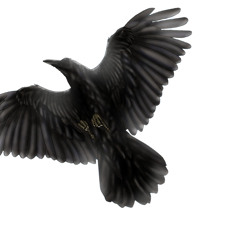 Blackbird (Live from Rob's Basement)