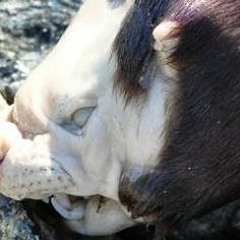 ᑭᐦᒋᓇᒣᑯᐦᓯᑊ ᐃᓂᓂᐧᐊᐠ (Kitchenuhmaykoosib Inninuwug)