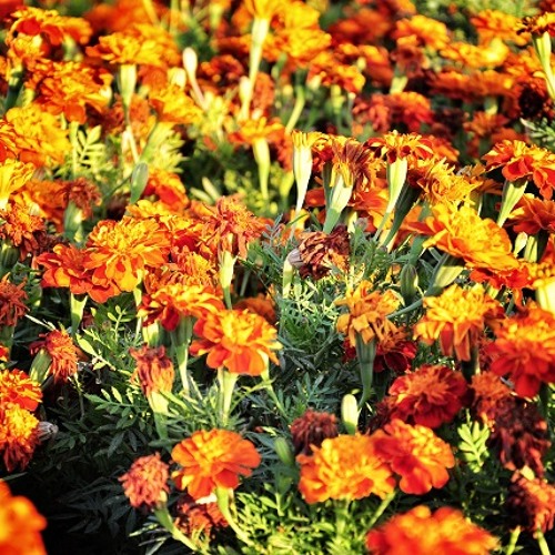 Stolen days from Paradise