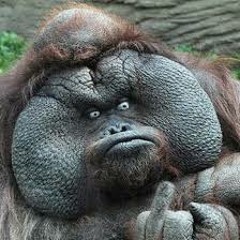 Yatty (Feat. Attley, Dr. Clue & Flawrio)