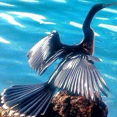 Zitklamin Wi Bday Mtg 2002 @Salt River,Az ****