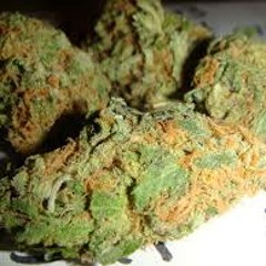 SN1 Pablo x Nate  - Cannabis ( Versace Freestyle)