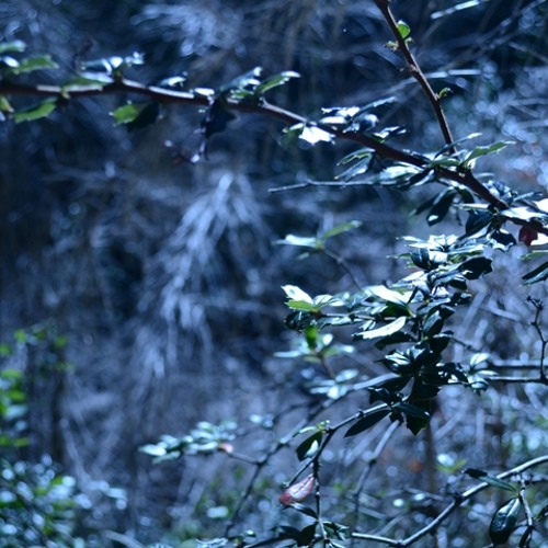 Cynos - Lemu