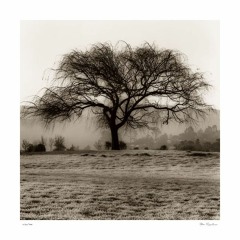 I Am The Willows