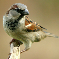 House Sparrow Recording