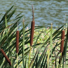 Les Quenouilles X Square Iris