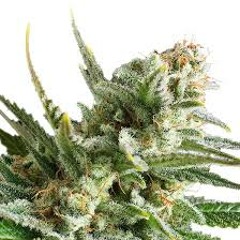 Amnesia's Hazed