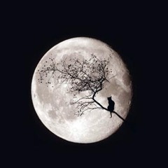 Kusapa Kamu Dengan Puisi