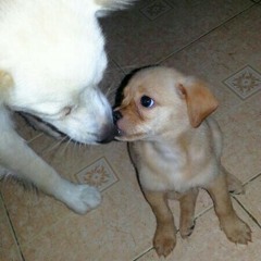 Basia- Cruisin' for bruisin'