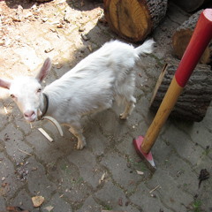 A mérges makedón - The angry macedonian