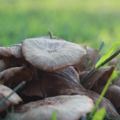 BeatDrip-ButterScotch