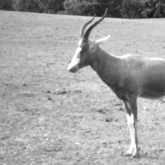 Lake Placid - I Mean No Harm