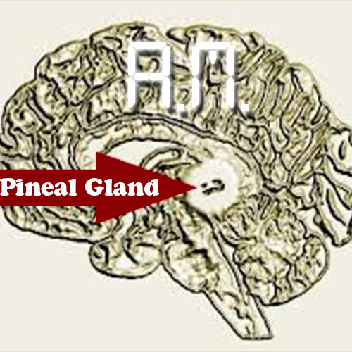 Stream Pineal Gland By Analyzed Musicality Listen Online For Free On Soundcloud 5247