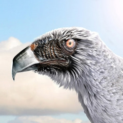 Vuela - Slim & Shein Ft Anonym (Original mix)