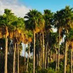 Palm Trees ft. Jae Young