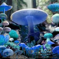 Cogumelos azuis - Ventania