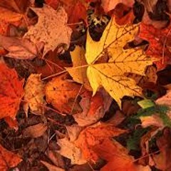 Leaves.  ***FREE DOWNLOAD***
