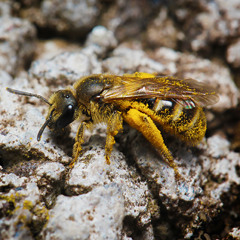 Synthetic Pollen (kkonkkrete)