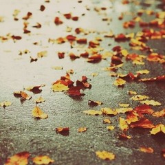 Optzerotrei (Autumn Mix)