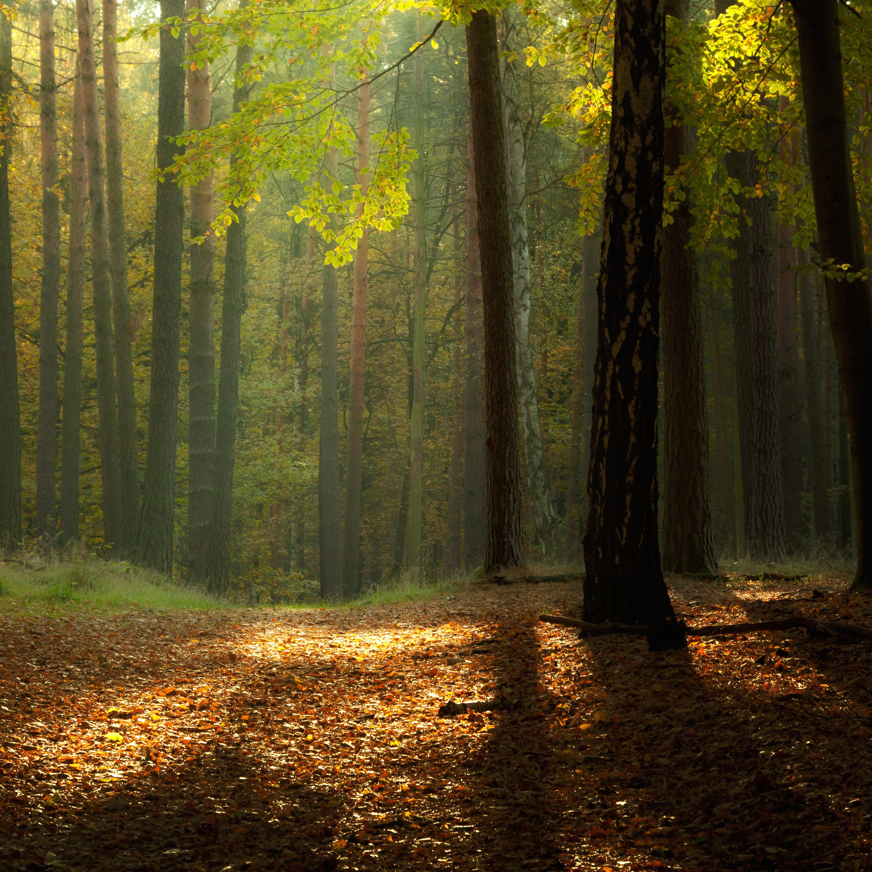 Forest sunset (ambient flute mix) episode artwork