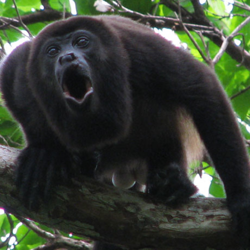 Stream Howler Monkey Sounds by Bci Guides | Listen online for free on
