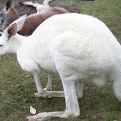 The taxidermist rides again